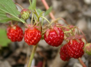 Port Huron Strawberry